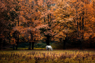 View of horse grazing on field during autumn
