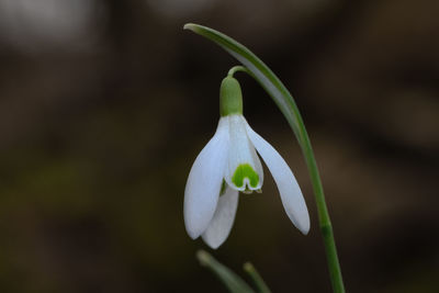 Close-up of white flower on plant