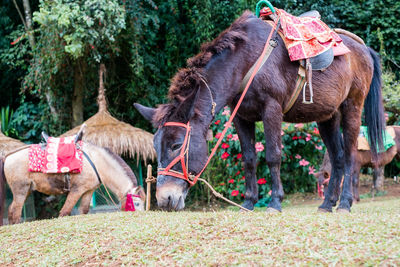 Horses in a farm