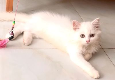 High angle view of cat lying on floor