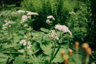 Close-up of flowering plant on field