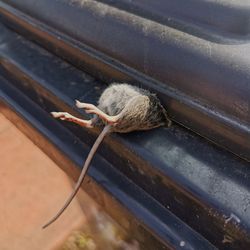 High angle view of cat on metal