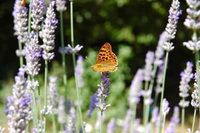 Close-up of butterfly pollinating on lavender