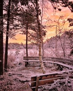 Bare trees in forest during winter