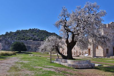 View of cherry blossom tree in front of built structure