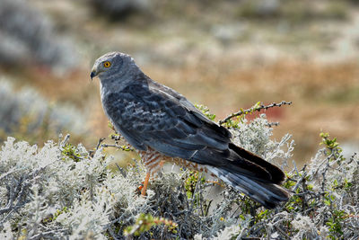 Close-up of bird perching on a field