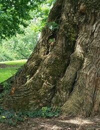 Close-up of tree trunk in forest