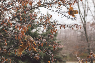 Close-up of squirrel in a tree during winter