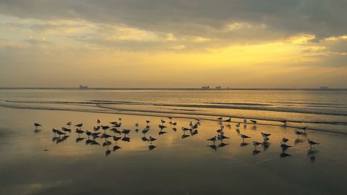 Flock of birds on sea against sky during sunset