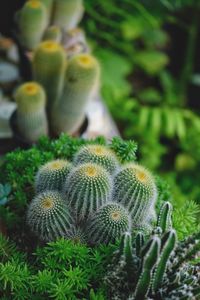 Close-up of cactus plant growing on field