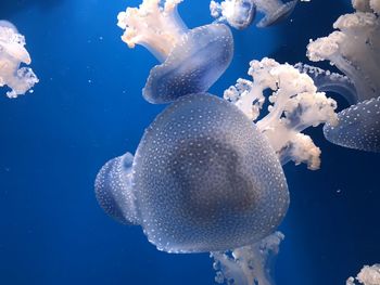 Close-up of jellyfish swimming in sea