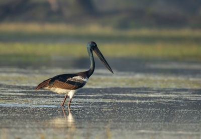 Side view of bird walking on road