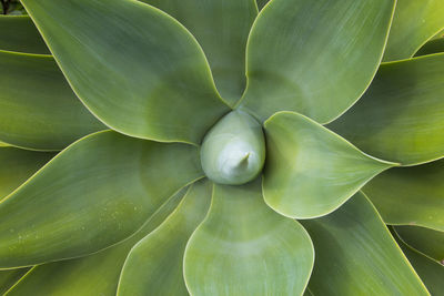 Full frame shot of fresh green leaves