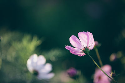 Close-up of pink cosmos flower