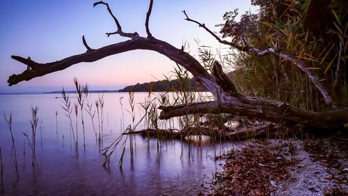 Fallen tree on beach against sky