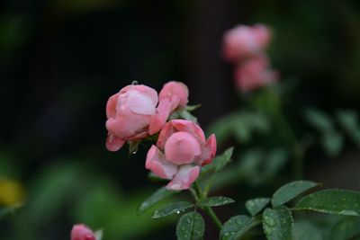 Close-up of pink rose blooming outdoors