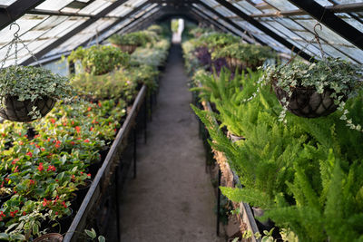 Old greenhouse with tropical flowers and plants. glasshouse with walking path in botanical garden