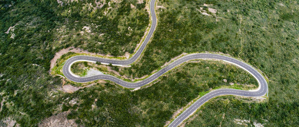 High angle view of an animal on road