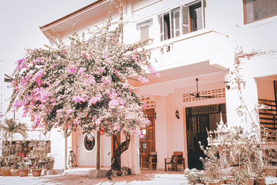 Pink flowering tree by building