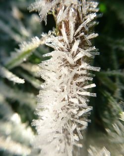 Close-up of frozen plant during winter