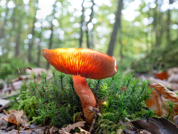 Close-up of mushroom growing in forest