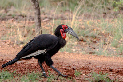 Black bird perching on a land