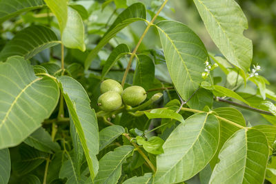 Green walnut at a tree branch with blurred bokeh during springtime.