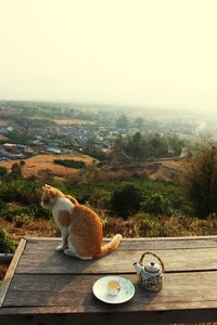 Cat sitting on tree against sky