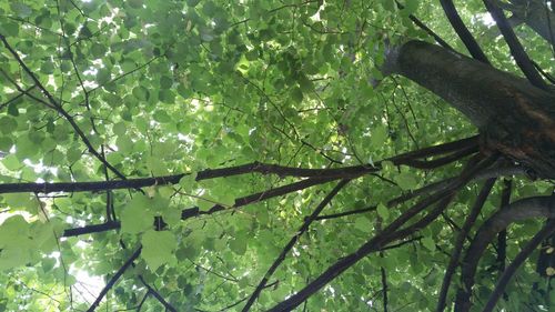 Close-up of green leaves on branch