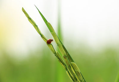 Close-up of insect on grass