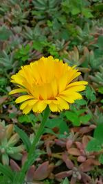 Close-up of yellow flower