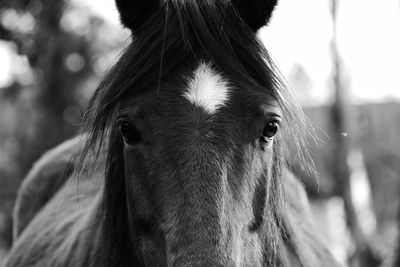 Close-up of horse