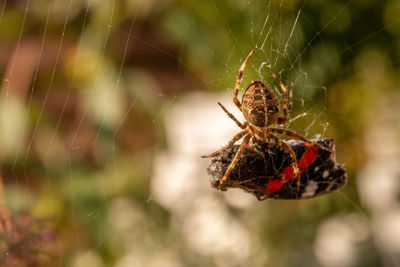 Close-up of spider on web