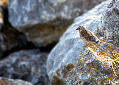 Close-up of bird perching on rock