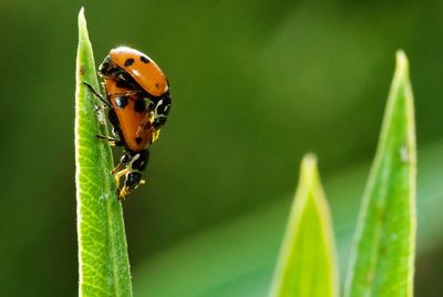 Close-up of ladybug mating on leaf