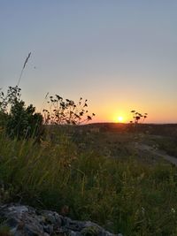 Silhouette birds flying over field against clear sky during sunset