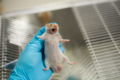 Cropped hand of doctor holding rat