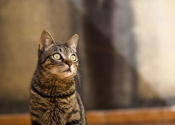 Close-up portrait of a cat