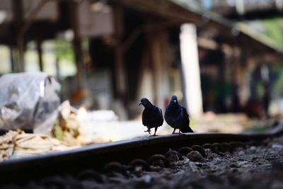 Birds perching on a railway