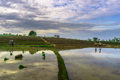 Scenic view of agricultural field against sky
