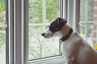 Side view of dog looking through window at home