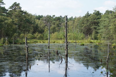 Reflection of trees in lake