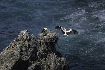 High angle view of seagulls on rock by sea