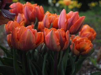 Close-up of flowers blooming outdoors