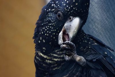 Close-up portrait of a bird
