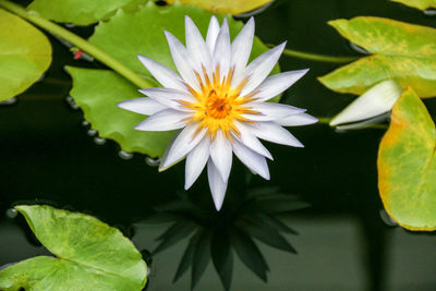 Directly above shot of white water lily blooming on pond