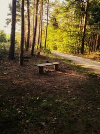 Empty bench amidst trees in forest