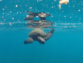 Sea turtle swimming in the waters of galapagos