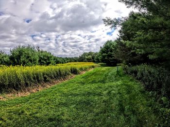 Scenic view of field against sky