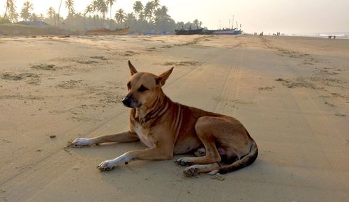 Dog on sand